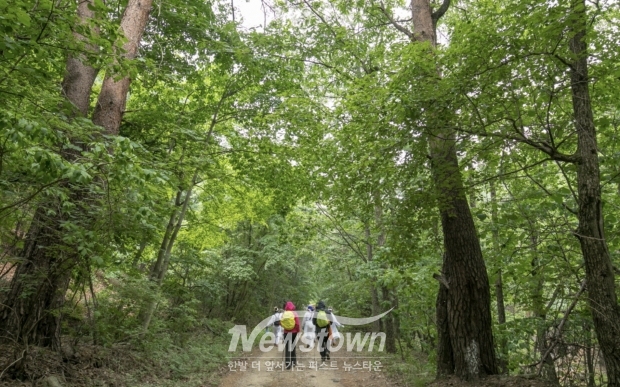 금강소나무 숲길/울진군청