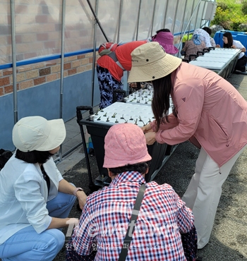 소태면 가정마을 미나리 양액 재배