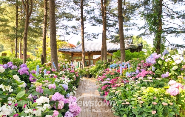 아침고요수목원 수국 전시회