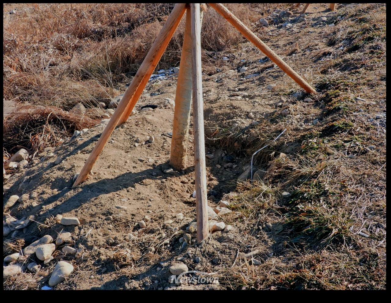 나무를 심은지 2개월후 현장의 부실공사 실태를 남긴 사진