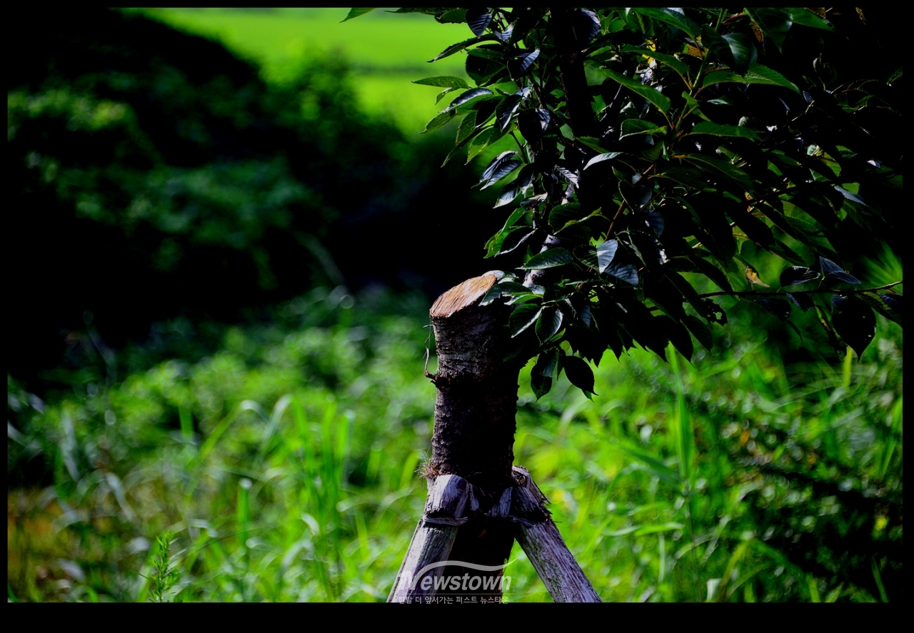 나무의 윗 부분을 잘라버린 아랫부분이 잘 자라고있다. 이는 대분분이 그대로 자랐다.