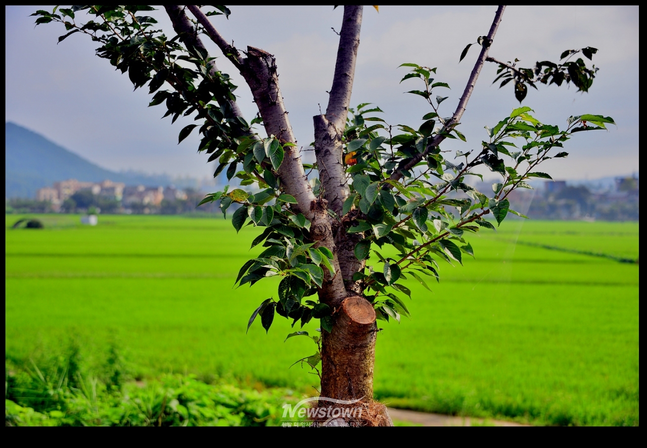 나무의 윗 부분을 잘라버린 아랫부분이 잘 자라고있다. 이는 대분분이 그대로 자랐다.