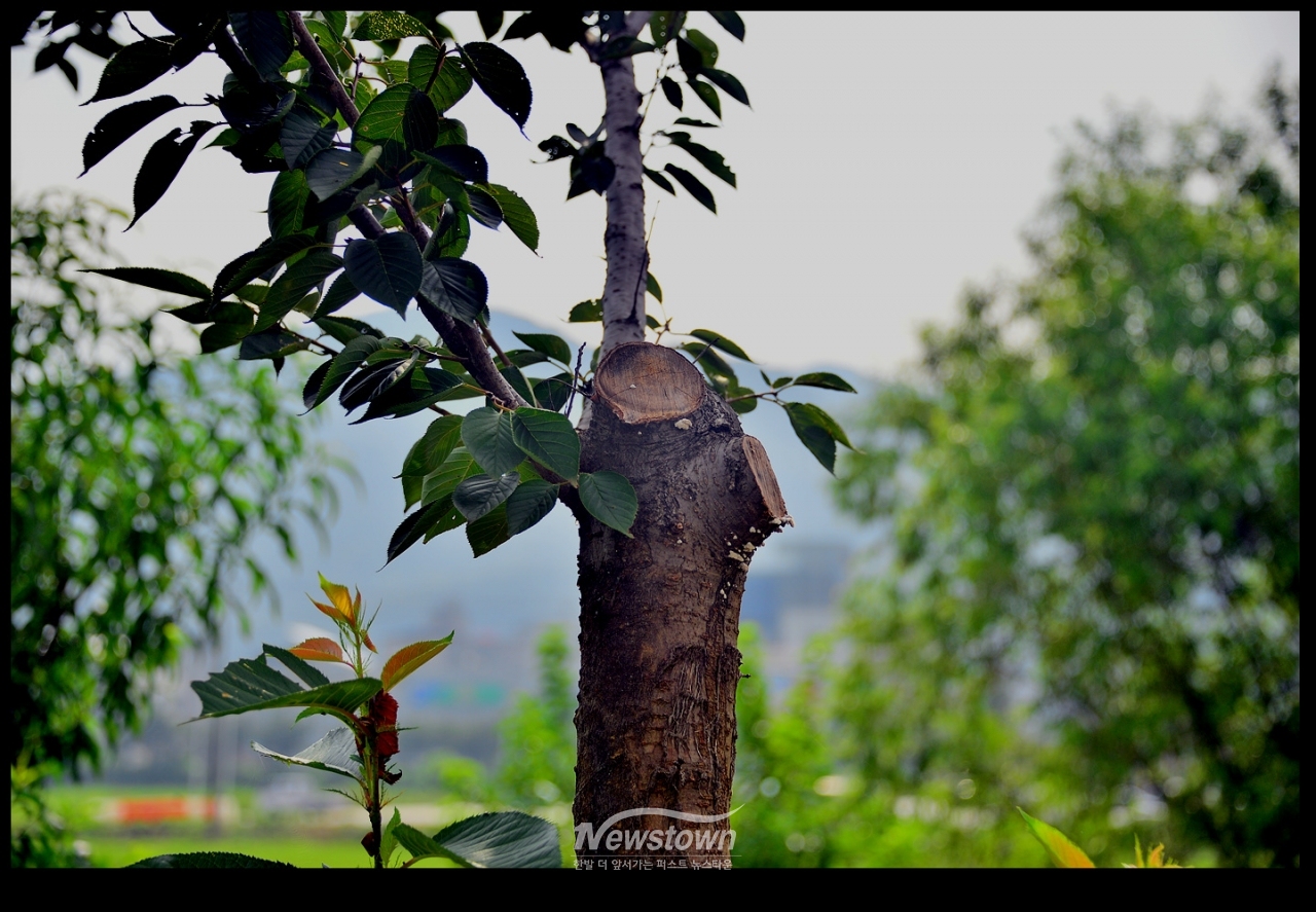 나무의 윗 부분을 잘라버린 아랫부분이 잘 자라고있다. 이는 대분분이 그대로 자랐다.