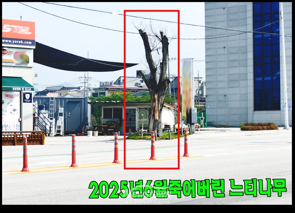 2025년 6월 18일과 6월 20일 촬영한 느티나무 상태