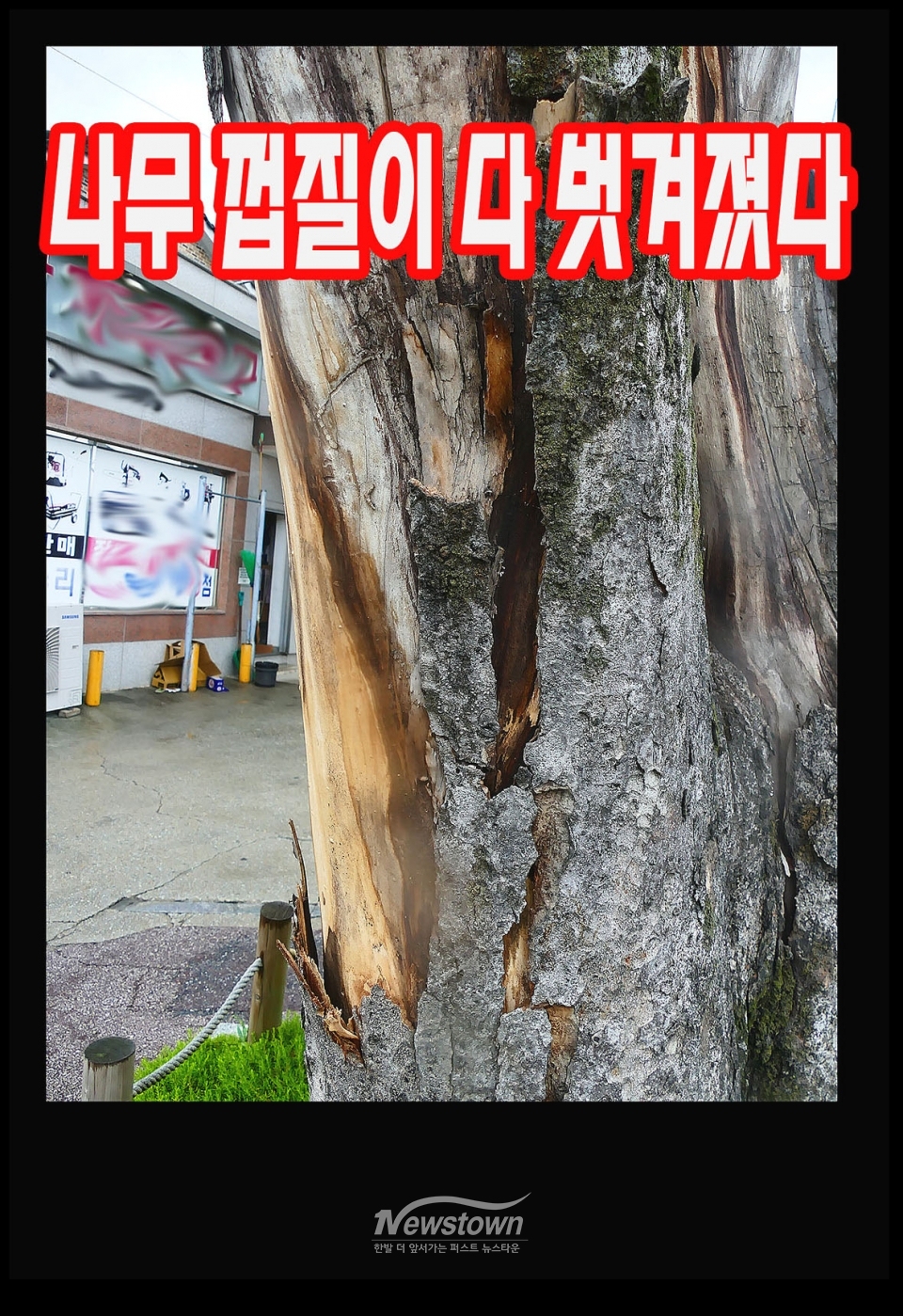 2025년 6월 18일과 6월 20일 촬영한 느티나무 상태