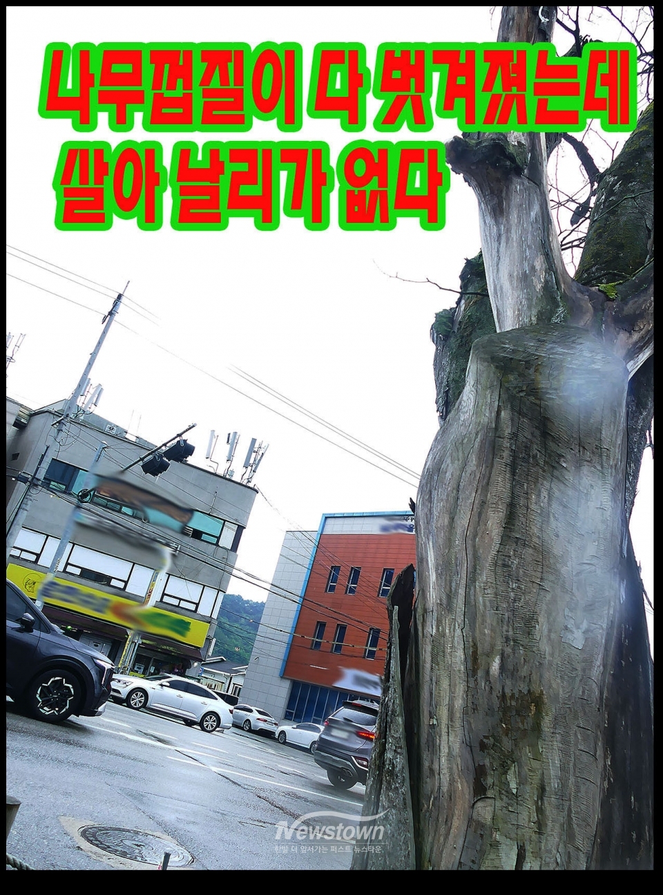 2025년 6월 18일과 6월 20일 촬영한 느티나무 상태