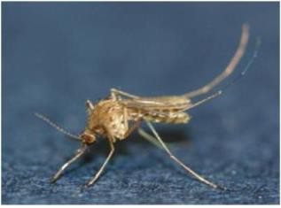 일본뇌염 매개모기인 ‘작은빨간집모기(Culex tritaeniorhynchus)’는 4.5㎜ 정도의 비교적 소형의 모기로 전체적으로 암갈색을 띄고 있으며, 주둥이 중앙에 넓은 백색띠가 있음대표적인 유충 서식지는 논, 연못, 관계수로, 미나리밭으로 알려져 있으며, 국내 남부지방을 중심으로 7월초부터 발생밀도가 증가하기 시작하여 8월부터 9월 중순까지 높은 밀도를 유지하다 서서히 감소함.