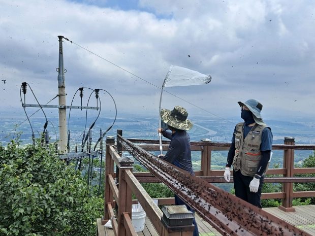 유정복 시장이 포충망으로 방제활동하는 모습