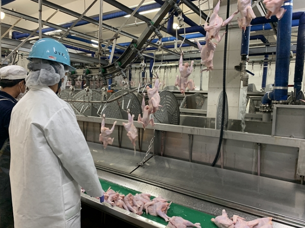닭 도축검사 모습