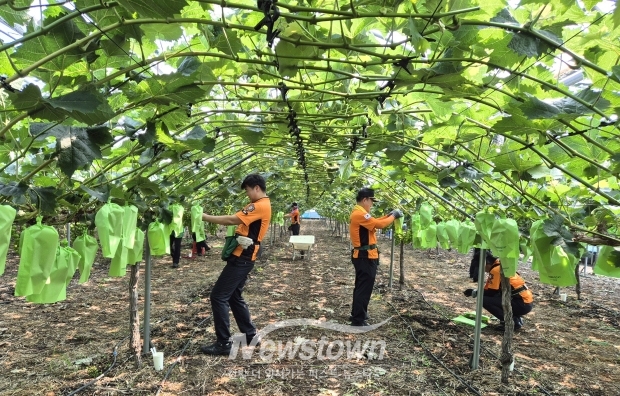 고령 및 취약계층 농가 일손돕기 봉사활동