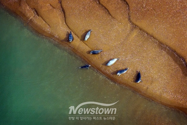 충남 서산·태안 가로림만에서 발견된 천연기념물 제331호이자 멸종위기 야생생물 Ⅰ급인 ‘점박이물범’
