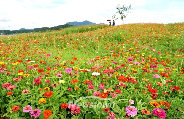충주 탄금공원 백일홍 꽃길