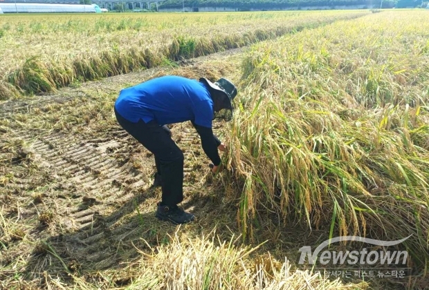 김해시 2025년산 공공비축미곡 매입 추진