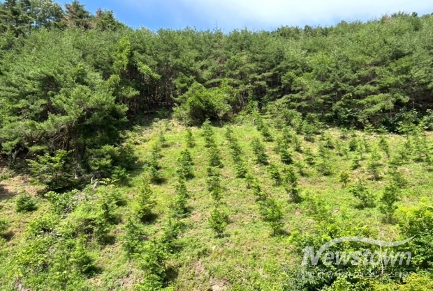 조림 숲가꾸기 사업 현장/양산시