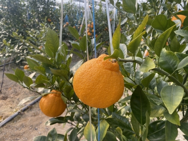 포항시에서 재배한 아열대 과수작물 한라봉 사진