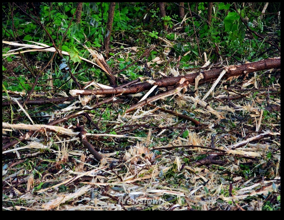 문막행정복지센터에서 작업한 제초작업후의 상태와 제초작을 하기전의 상태의 현장 사진