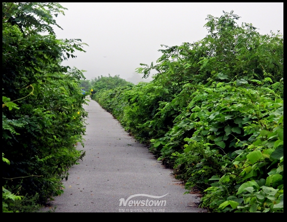 문막행정복지센터에서 작업한 제초작업후의 상태와 제초작을 하기전의 상태의 현장 사진