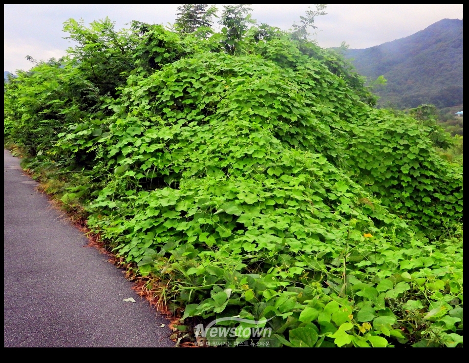 문막행정복지센터에서 작업한 제초작업후의 상태와 제초작을 하기전의 상태의 현장 사진