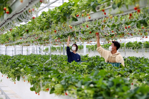 스마트팜/사진 경남도제공