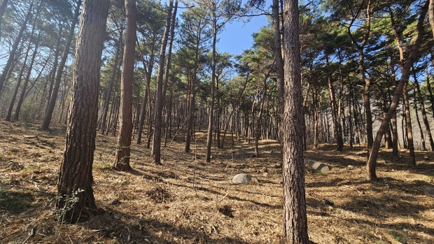 산불예방숲가꾸기 사업/사진 양산시제공