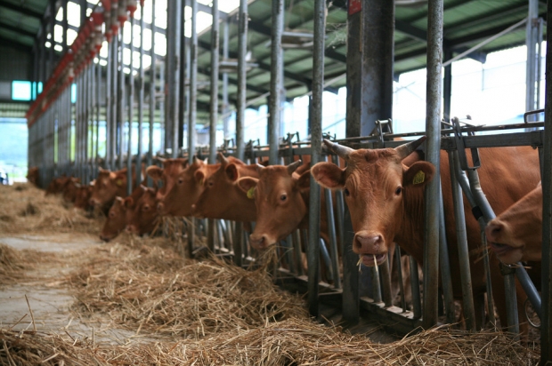 한우 축사 모습/사진 경남도제공
