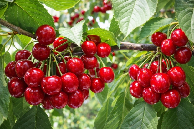 경주체리 : 경주 지역 체리농장에서 수확을 앞둔 경주체리. 경주는 약 70㏊ 규모 재배면적과 연간 300여 톤 생산량을 가진 전국 대표 체리 주산지다.