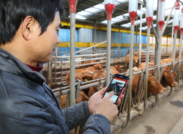 경주천년한우 : 경주 지역 한우 농가에서 사육 중인 경주천년한우. 경주천년한우는 2025년 축산물 브랜드 경진대회에서 대통령상을 수상하며 국내 대표 한우 브랜드로 평가받고 있다.