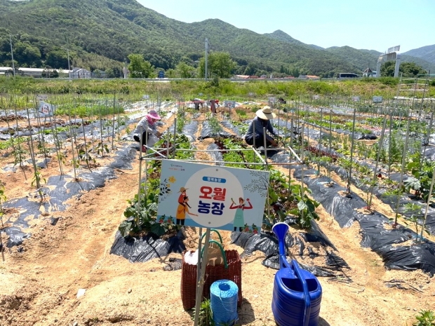 지난 2024년 상동면 대감마을 리틀 포레스트 팜 텃밭 모습/사진 김해시제공