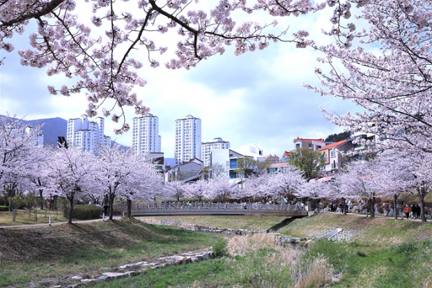 율하천벚꽃/사진 김해시제공