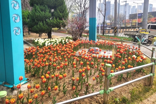 장유1동 행정복지센터, 튤립 정원/사진 김해시제공