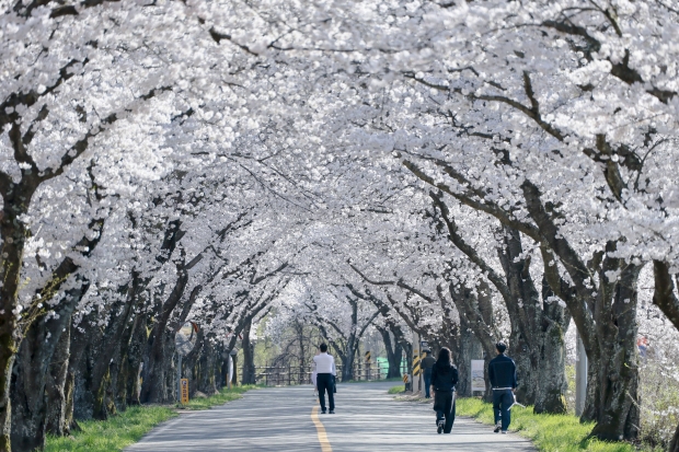 경주 암곡동 일원 도로 구간이 ‘암곡 벚꽃 터널’로 불리며 늦은 개화로 절정을 이루고 있다