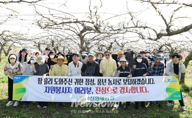 배 과수원 인공수분(화접) 지원 봉사활동(사진 / 아산시의회 제공)