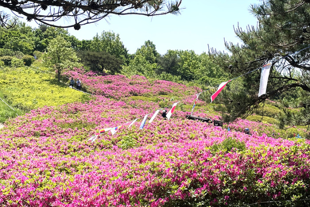 만개한 신어산 철쭉꽃 모습/사진 김해시제공