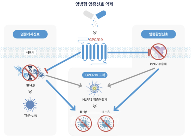양방향 염증신호 억제 (사진 / 샤페론)