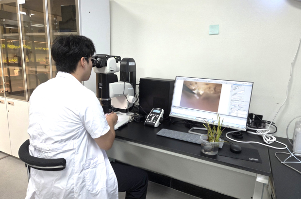 양산시농업기술센터 관계자가 현미경을 이용해 딸기 묘의 생장점과 꽃눈분화 진행 상태를 분석하고 있다./사진=양산시