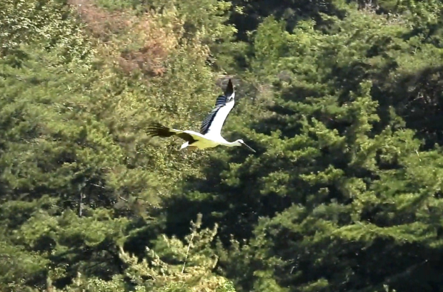 김해시가 9일 진영읍 본산리 황새 방사장에서 자연으로 돌려보낸 황새가 힘차게 날아오르고 있다./사진=김해시